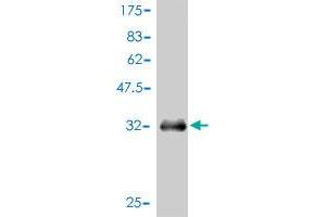 Western Blot detection against Immunogen (36. (APOA2 抗体  (AA 1-100))