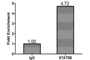 Chromatin Immunoprecipitation MCF-7 (1. (STAT5B 抗体  (AA 40-280))