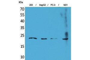 Western Blotting (WB) image for anti-Fibroblast Growth Factor 6 (FGF6) (C-Term) antibody (ABIN3178200) (FGF6 抗体  (C-Term))