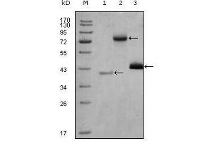 Western blot analysis using HDAC3 mouse mAb against truncated Trx-HDAC3 recombinant protein (1), full length HDAC3-hIgGFc (aa1-428) transfected CHO-K1 cell lysate(2) and Hela cell lysate (3). (HDAC3 抗体  (AA 224-428))
