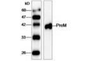 Image no. 1 for anti-West Nile Virus (WNV) (AA 1-135) antibody (ABIN791628) (West Nile Virus 抗体  (AA 1-135))