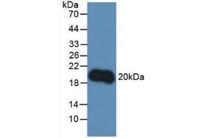 Western Blotting (WB) image for anti-Interleukin 10 (IL10) (AA 19-178) antibody (ABIN7430630)