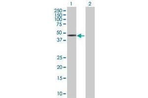 Western Blot analysis of FOXA3 expression in transfected 293T cell line by FOXA3 MaxPab polyclonal antibody. (FOXA3 抗体  (AA 1-350))