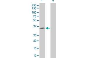 Western Blot analysis of PBRM1 expression in transfected 293T cell line by PBRM1 MaxPab polyclonal antibody. (Polybromo 1 抗体  (AA 1-306))