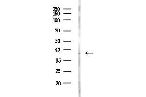 Western blot analysis of lysates from Rat liver, using KCN Antibody at 1/1000 dilution.