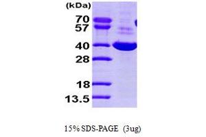 SDS-PAGE (SDS) image for Dihydrodiol Dehydrogenase (DDH) (AA 1-323) protein (His tag) (ABIN666955) (AKR1C1 Protein (AA 1-323) (His tag))