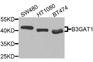 Western blot analysis of extracts of various cell lines, using B3GAT1 antibody (ABIN6003603) at 1/1000 dilution. (CD57 抗体)