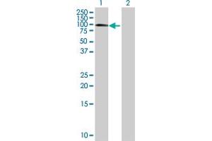 Western Blot analysis of MBD1 expression in transfected 293T cell line by MBD1 MaxPab polyclonal antibody. (MBD1 抗体  (AA 1-605))