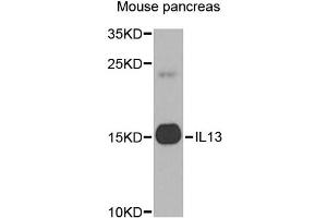 Western blot analysis of extracts of mouse pancreas, using IL13 antibody (ABIN5971115) at 1/1000 dilution. (IL-13 抗体)