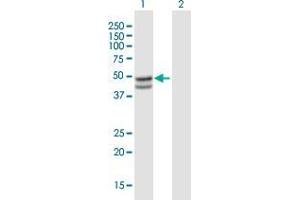 Western Blot analysis of SERPINB7 expression in transfected 293T cell line by SERPINB7 MaxPab polyclonal antibody.
