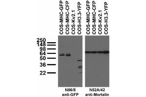 Transfected cell immunoblot: extracts of COS cells transfected with GFP-tagged MHC, CFP-tagged MHC, YFP-tagged Histone H3. (GFP 抗体  (AA 1-238))