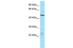 WB Suggested Anti-Endou Antibody   Titration: 1.