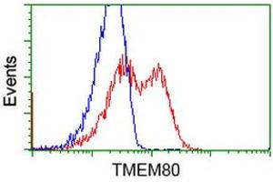 Flow Cytometry (FACS) image for anti-Transmembrane Protein 80 (TMEM80) antibody (ABIN1501442) (TMEM80 抗体)