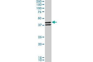NEU2 monoclonal antibody (M03), clone 3B9. (NEU2 抗体  (AA 180-268))
