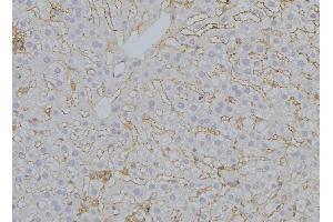 ABIN6272951 at 1/100 staining Mouse liver tissue by IHC-P. (SUCLA2 抗体  (Internal Region))