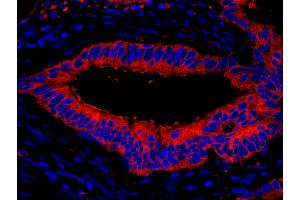 Immunofluorescence (IF) image for anti-Eukaryotic Translation Elongation Factor 2 (EEF2) (AA 808-858) antibody (ABIN7448956) (EEF2 抗体  (AA 808-858))