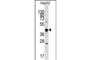 Western blot analysis of anti-GDF3 Antibody in HepG2 cell line lysates (35ug/lane) (GDF3 抗体  (AA 170-197))