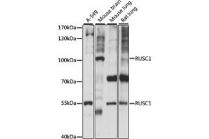 Western blot analysis of extracts of various cell lines, using RUSC1 antibody (ABIN7270114) at 1:1000 dilution. (RUSC1 抗体  (AA 1-320))