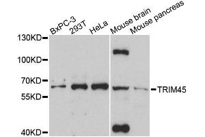 Western blot analysis of extracts of various cell lines, using TRIM45 antibody. (TRIM45 抗体)