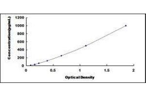 ELISA image for Tyrosinase (TYR) ELISA Kit (ABIN433489)