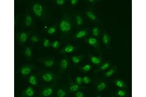 Immunofluorescence (IF) image for anti-Polymerase (RNA) II (DNA Directed) Polypeptide E, 25kDa (POLR2E) (AA 1-210) antibody (ABIN3022495)