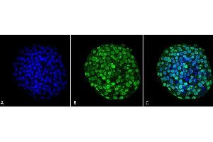 Immunocytochemistry/Immunofluorescence analysis using Mouse Anti-CENP-A Monoclonal Antibody, Clone 5A7-2E11 (ABIN1027707). (CENPA 抗体)