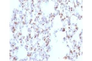 Formalin-fixed, paraffin-embedded rat lung stained with TTF1 antibody (NX2. (TTF1 抗体)