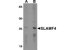 Western blot analysis of SLAMF4 in Daudi cell lysate with SLAMF4 antibody at (A) 1 and (B) 2 µg/mL. (2B4 抗体  (C-Term))