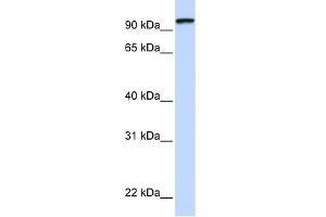 WB Suggested Anti-PCDHGC3 Antibody Titration:  0. (Protocadherin gamma Subfamily C, 3 (PCDHGC3) (C-Term) 抗体)
