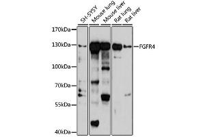 Western blot analysis of extracts of various cell lines, using FGFR4 antibody (ABIN2562593) at 1:1000 dilution. (FGFR4 抗体)
