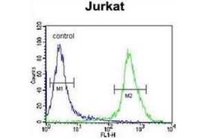 Flow cytometric analysis of Jurkat cells using MOGT3 Antibody (C-term) Cat. (MOGAT3 抗体  (C-Term))
