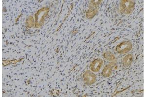 ABIN6277393 at 1/100 staining Human uterus tissue by IHC-P.