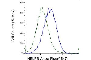 Validation of NELFB knockdown using flow cytometry. (Recombinant COBRA1 抗体)
