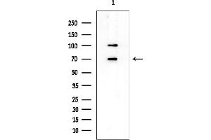 Western blot analysis of lysates from Rat testis, using Nurr1/NR4A2 Mouse Monoclonal Antibody at 1/1000 dilution.