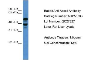 WB Suggested Anti-Ascc1  Antibody Titration: 0. (ASCC1 抗体  (C-Term))