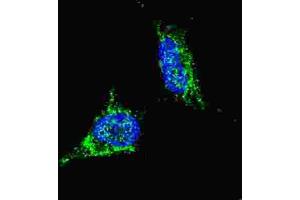 Immunofluorescence (IF) image for anti-Lin-28 Homolog B (LIN28B) antibody (ABIN2998297) (LIN28B 抗体)
