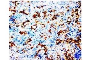 Immunohistochemistry (Paraffin-embedded Sections) (IHC (p)) image for anti-Prostaglandin-Endoperoxide Synthase 1 (Prostaglandin G/H Synthase and Cyclooxygenase) (PTGS1) (N-Term) antibody (ABIN1106880)