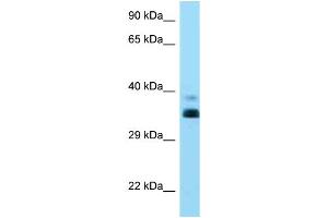 WB Suggested Anti-HLA-G Antibody Titration: 1. (HLAG 抗体  (C-Term))