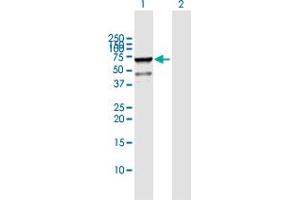Western Blotting (WB) image for anti-RNA Binding Motif, Single Stranded Interacting Protein 1 (RBMS1) (AA 1-406) antibody (ABIN519671)