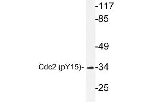 Western blot (WB) analyzes of p-Cdk1/Cdc2 antibody in extracts from HepG2 cells. (CDK1 抗体  (pTyr15))