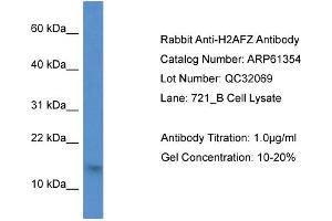Western Blotting (WB) image for anti-H2A Histone Family, Member Z (H2AFZ) (N-Term) antibody (ABIN786402) (H2AFZ 抗体  (N-Term))