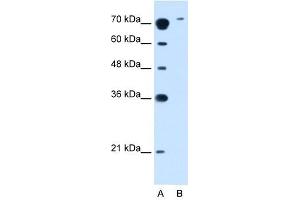 SLC7A14 antibody used at 2. (SLC7A14 抗体)