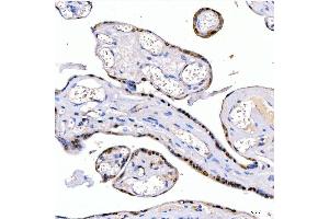 anti-Lin-28 Homolog B (LIN28B) (AA 23-249) antibody