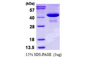 SDS-PAGE (SDS) image for phosphoserine Aminotransferase 1 (PSAT1) (AA 1-370) protein (His tag) (ABIN667628)