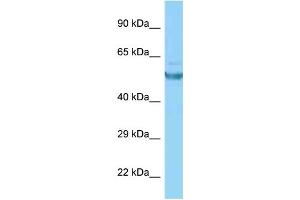 WB Suggested Anti-CAMK2G Antibody Titration: 1. (CAMKII gamma 抗体  (C-Term))
