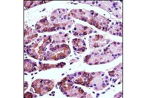 AGR2 Antibody (N-term) (ABIN657766 and ABIN2846743) immunohistochemistry analysis in formalin fixed and paraffin embedded human stomach tissue followed by peroxidase conjugation of the secondary antibody and DAB staining. (AGR2 抗体  (N-Term))