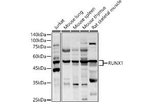Western blot analysis of extracts of various cell lines, using RUNX1 antibody (ABIN3022803, ABIN3022804, ABIN3022805 and ABIN6219236) at 1:1000 dilution. (RUNX1 抗体  (AA 150-250))