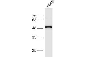 A549 cell lysates probed with Anti-F-Actin Polyclonal Antibody, Unconjugated  at 1:5000 for 90 min at 37˚C. (F-Actin 抗体  (AA 1-50))
