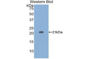 Western Blotting (WB) image for anti-Tumor Necrosis Factor alpha (TNF alpha) (AA 80-235) antibody (ABIN1860790) (TNF alpha 抗体  (AA 80-235))
