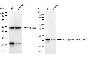 Western blotting analysis using prostaglandin E synthase 3 antibody (ABIN7799936).